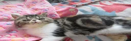 Exotic cats for sale: Super sweet Exotic female kitten READY NOW - Advert 12