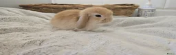 Mini Lop rabbits for sale: Beautiful Pure Mini Lop Bunnies Looking for Homes - Advert 7