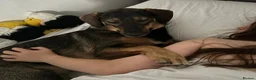 Mixed Breed dogs for adoption: Misty (Shepherd/Hound mix) in Bushey - Advert 25