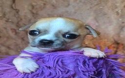 Chihuahua dogs for sale: CHIHUAHUA PUPPY  - Advert 15