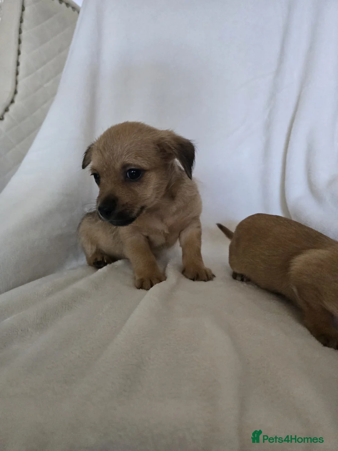 Chihuahua dogs for sale: Chihuahua puppies  - Advert 14