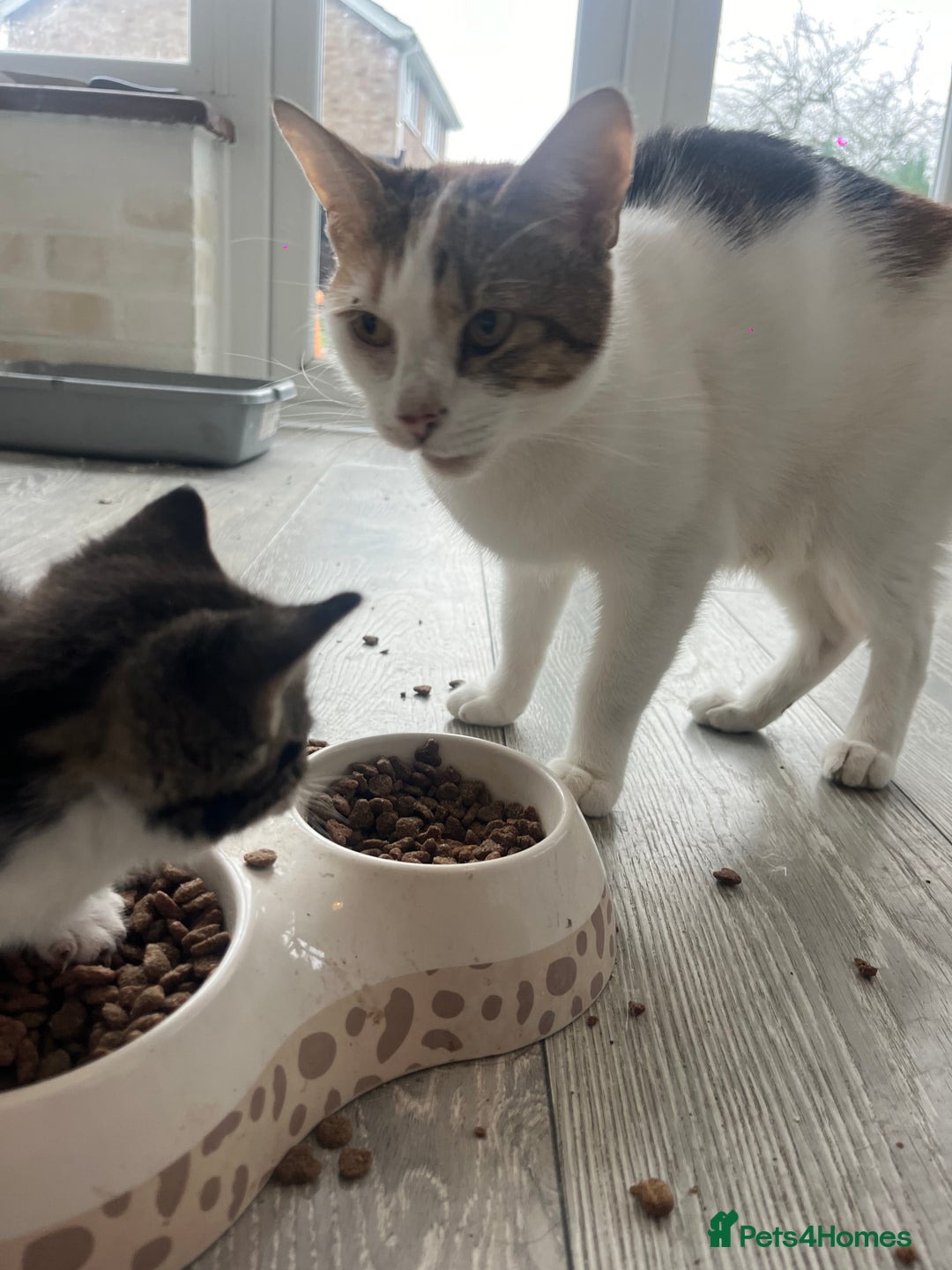 Mixed Breed cats for sale: 3 Beutiful babies  - Advert 3