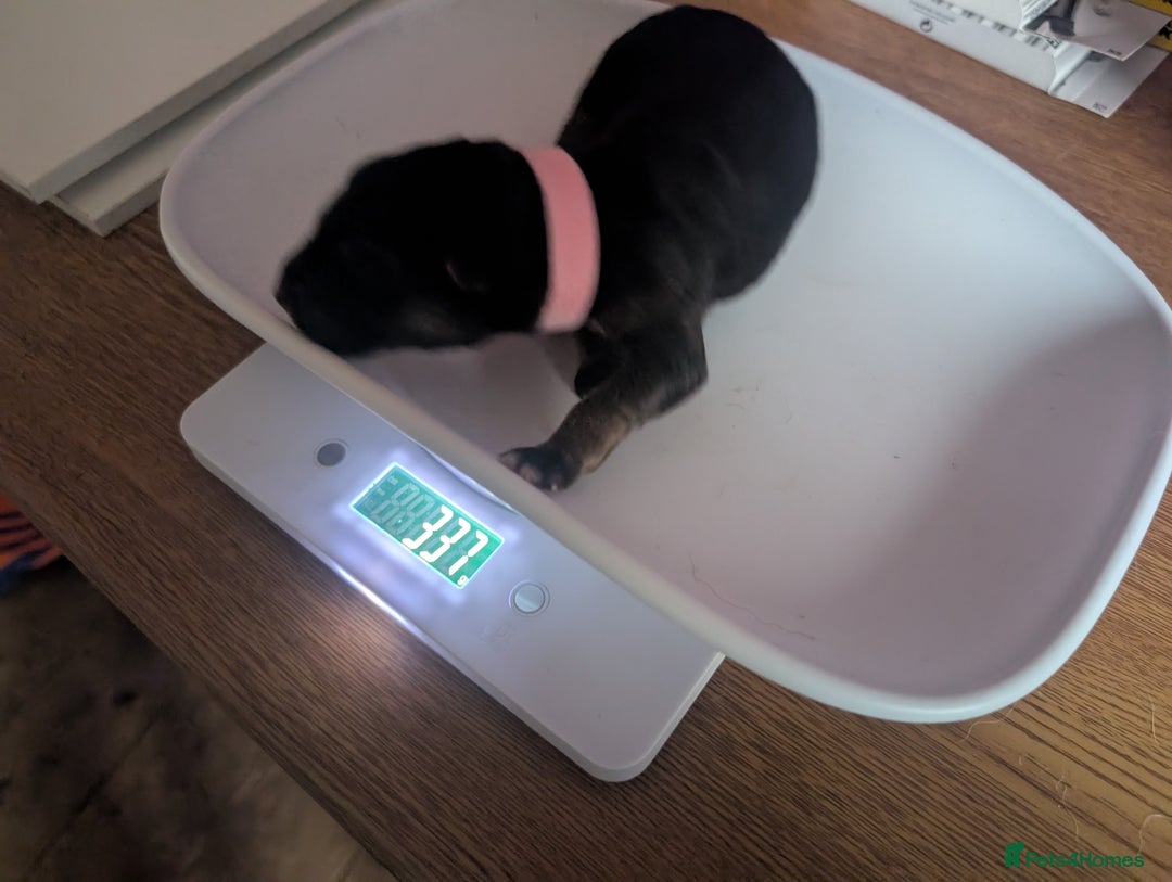 Mixed Breed dogs for sale: Mali X Alsatian and Caucasian X Alsatian. - Advert 3