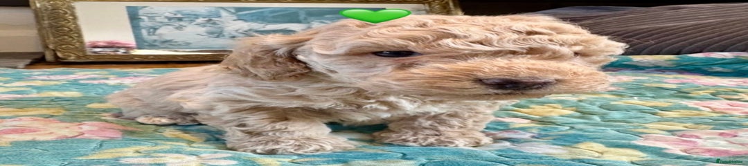 Cockapoo Puppy 4