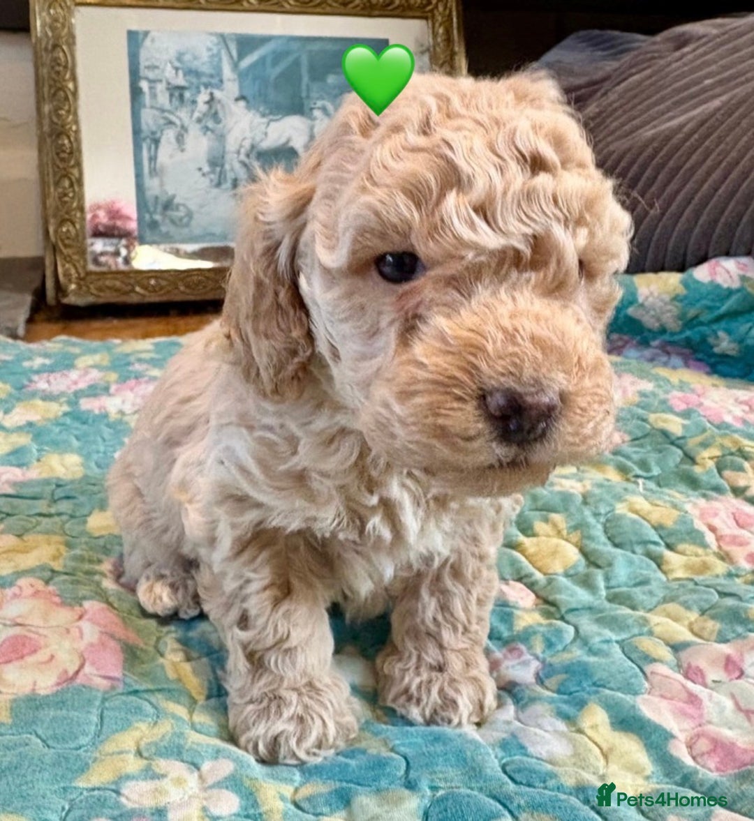 Cockapoo dogs for sale: Cockapoo Puppies (3/4 Toy Poodle/Cockapoo) - Image 7