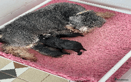 Miniature Schnauzer dogs for sale: 5*MINIATURE SCHNAUZER PUPPIES - Image 13