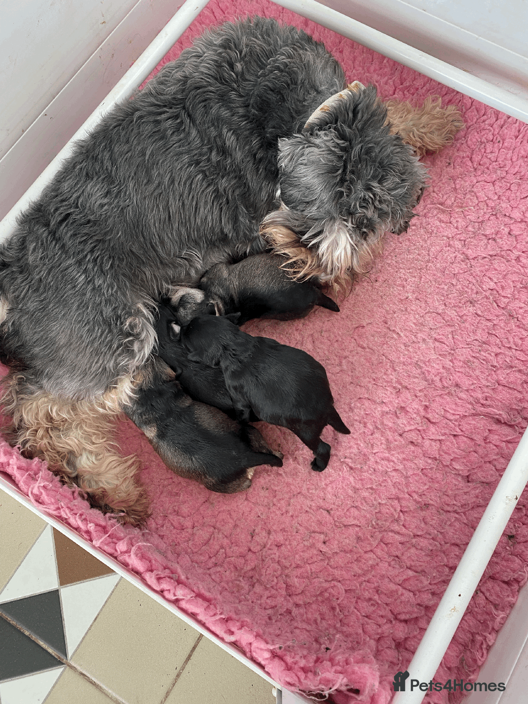 Miniature Schnauzer dogs for sale: 5*MINIATURE SCHNAUZER PUPPIES - Image 13