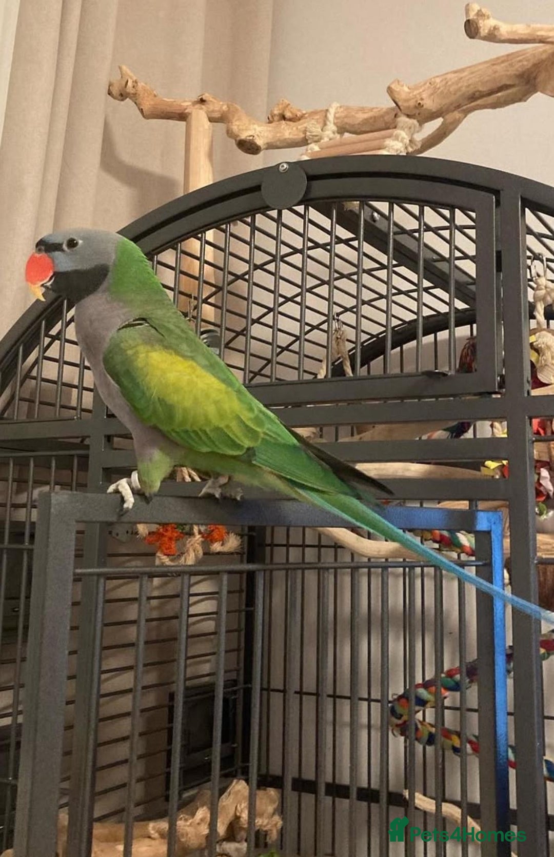 Parrots birds for sale: Baby derbyan tamed talking parrot  - Image 4
