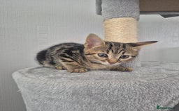 Mixed Breed cats for sale: 4 adorable kittens - Image 6