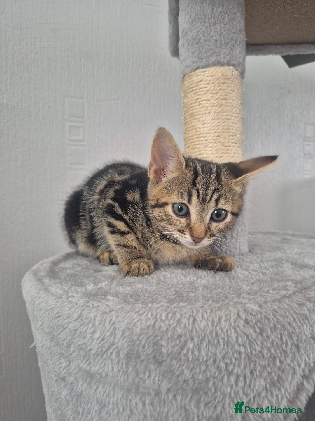 Mixed Breed cats for sale: 4 adorable kittens - Image 6