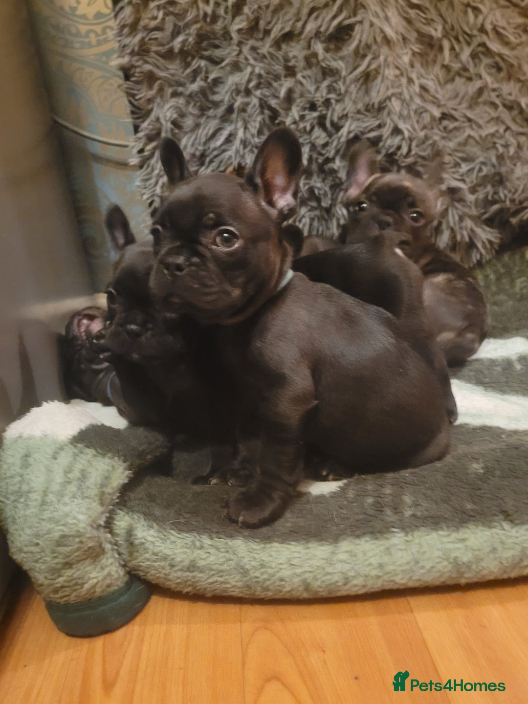 French Bulldog dogs for sale: 2 Girls and 4 Boys - Advert 21