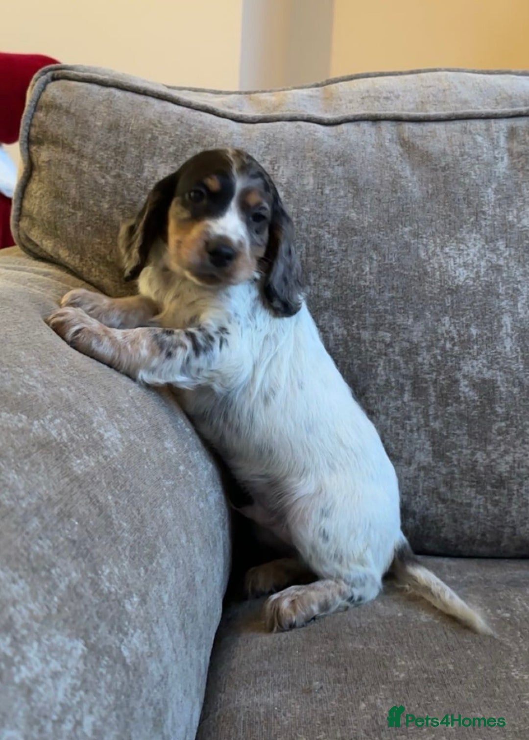 Sprocker dogs for sale: Beautiful sprocker puppies - Advert 15