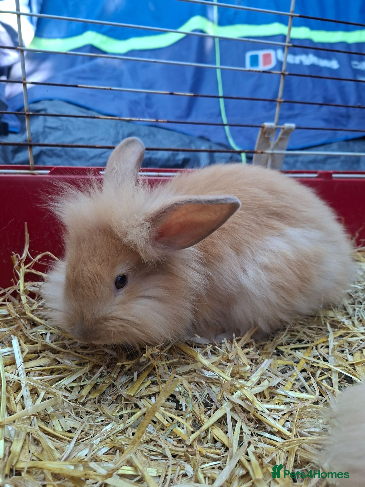 Mixed Breed rabbits Baby rabbits - Advert 11