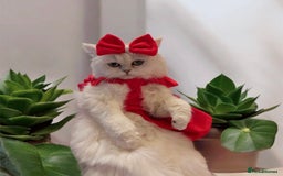 Ragdoll cats for sale: 🐾Fluffy Little Dreamers Are Here!🐈 - Image 3