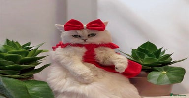 Ragdoll cats - Advert 8