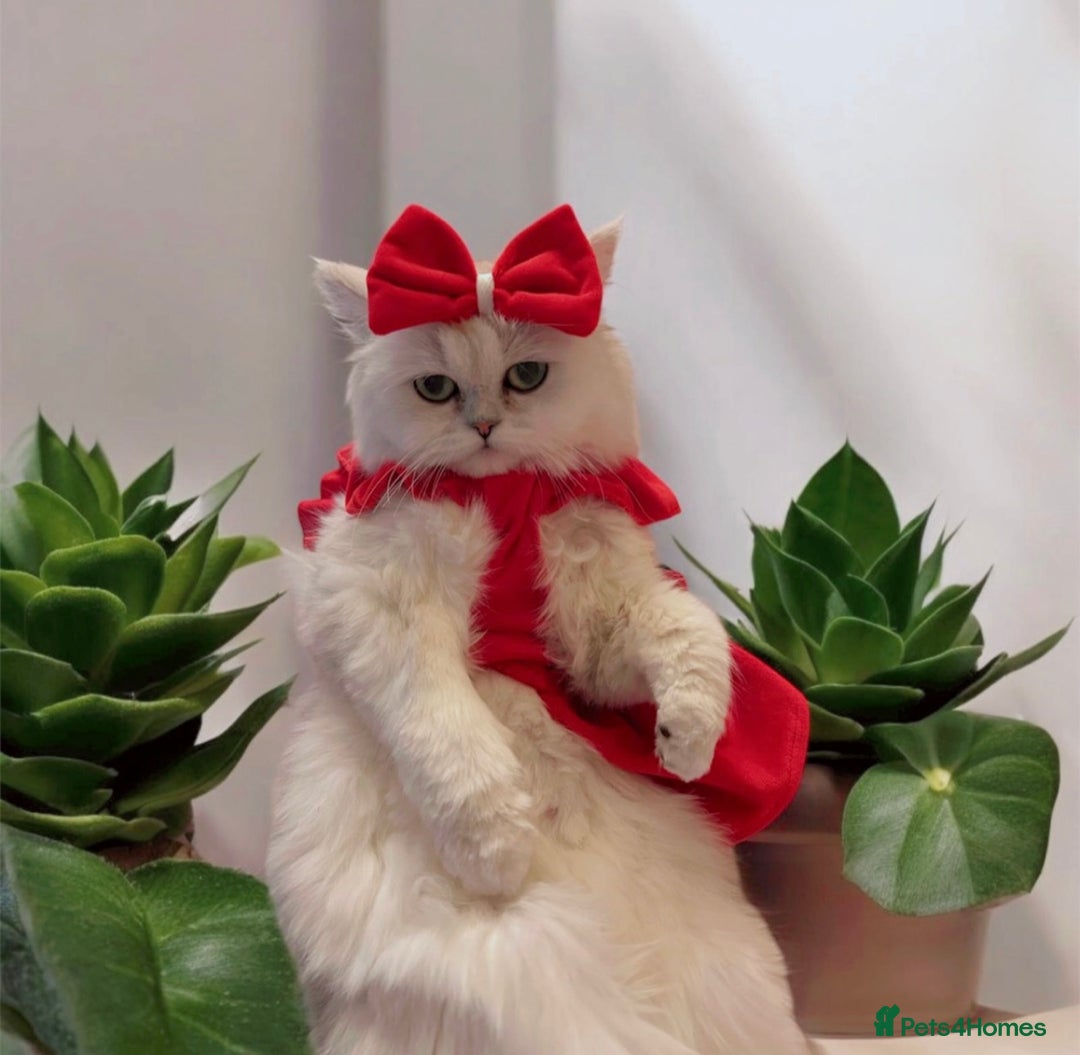 Ragdoll cats for sale: 🐾Fluffy Little Dreamers Are Here!🐈 - Image 3