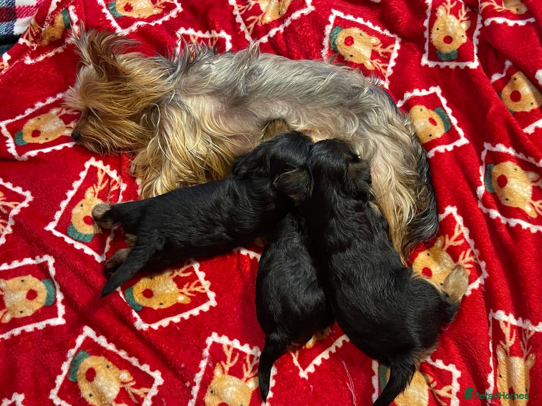 Yorkshire Terrier dogs for sale: Yorkshire Terrier pure bread - Advert 1