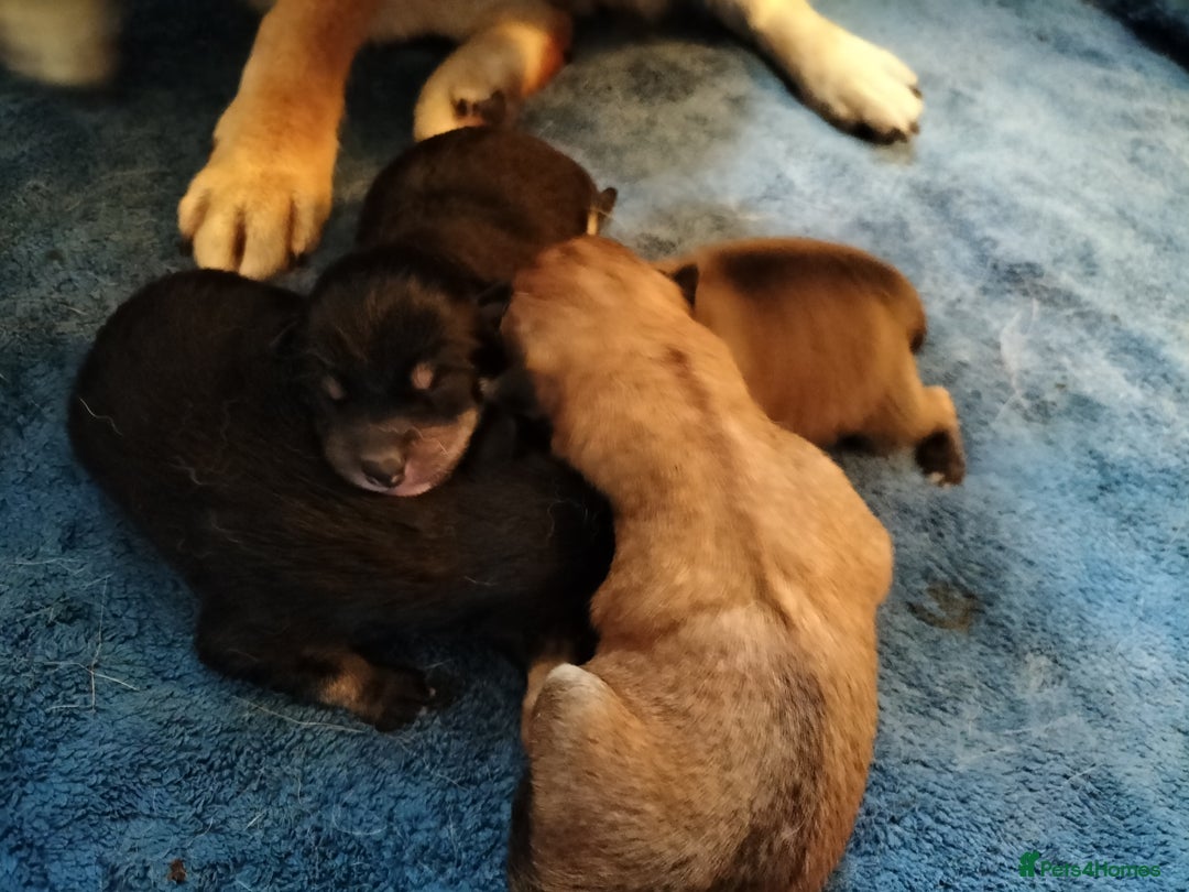 Japanese Shiba Inu dogs for sale: Well bred Japanese shiba inu puppies  - Image 8