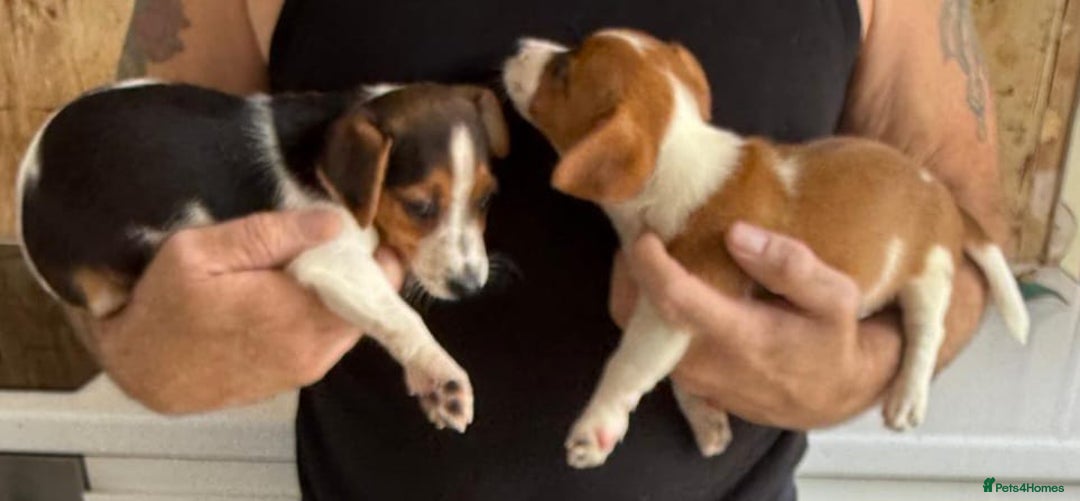 Jack Russell dogs for sale: Full breed jack Russell puppies for sale - Image 11