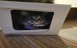 Maine Coon cats for sale: Maine coon ragdoll cross - Image 3