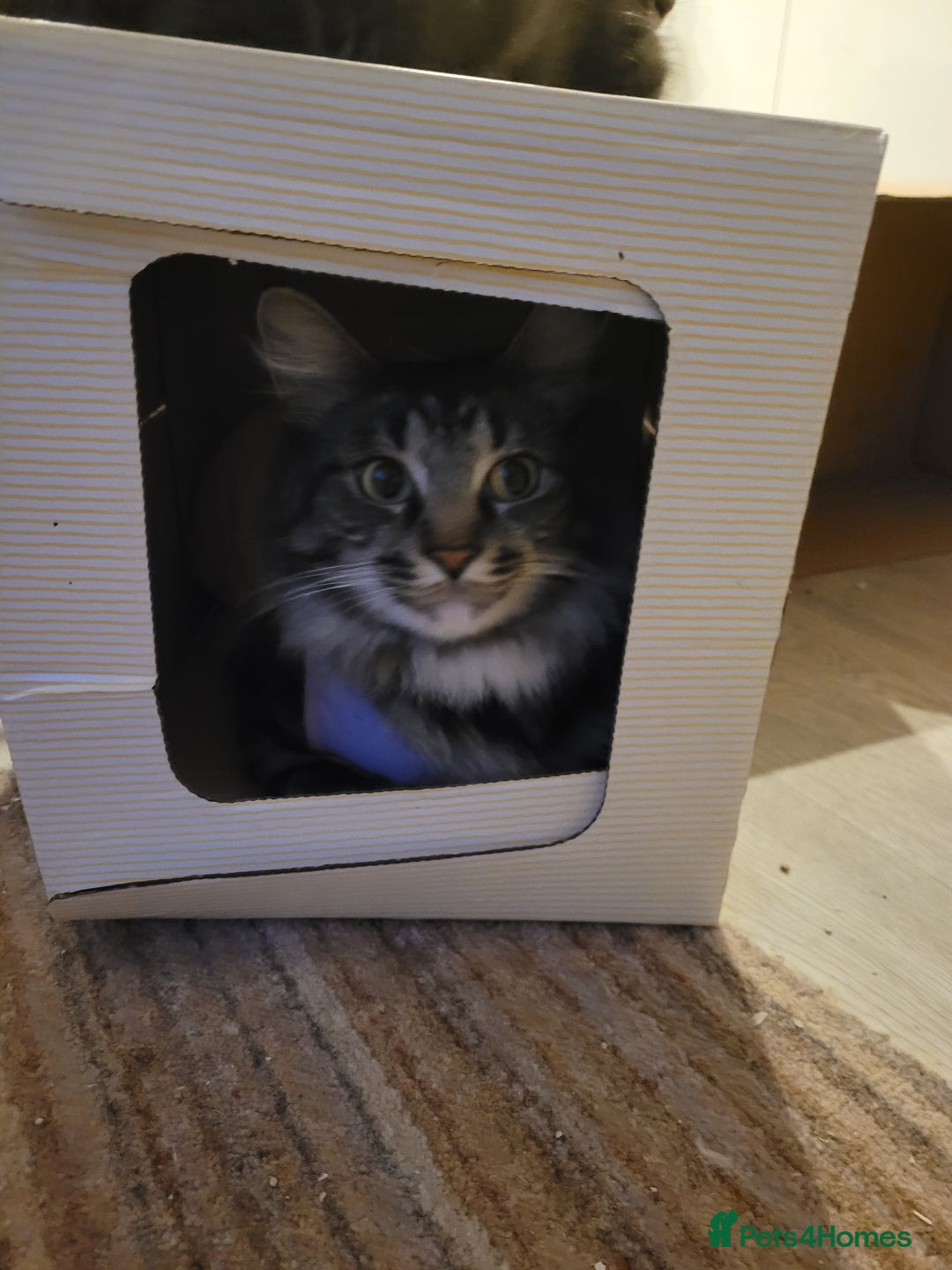 Maine Coon cats for sale: Maine coon ragdoll cross - Image 3