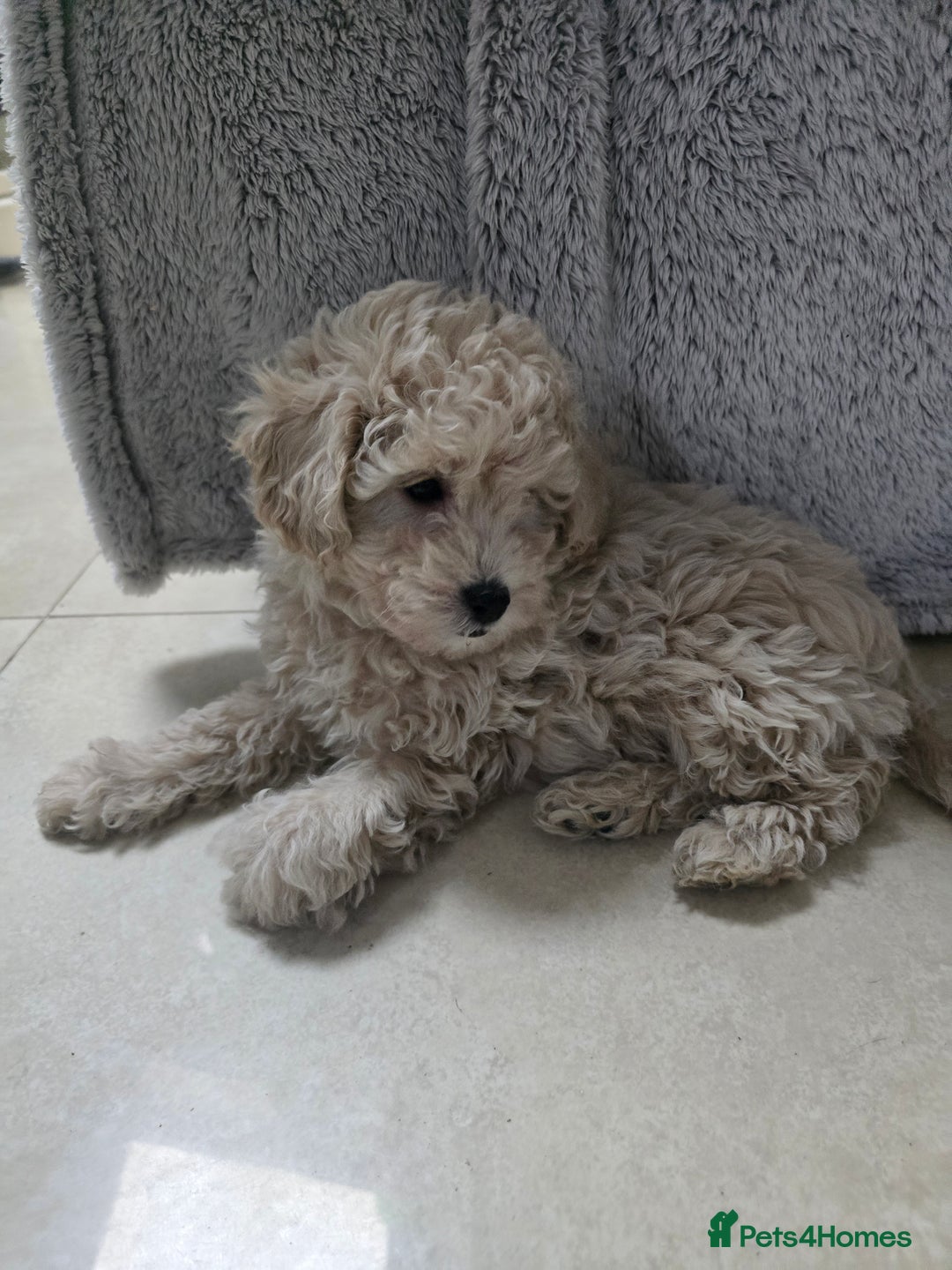 Cockapoo dogs for sale: Gorgeous cockerpoo puppies - Advert 11