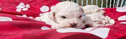 Bichon Frise dogs for sale: Sweet Bichon Frise puppies- Champion Bloodline - Advert 13