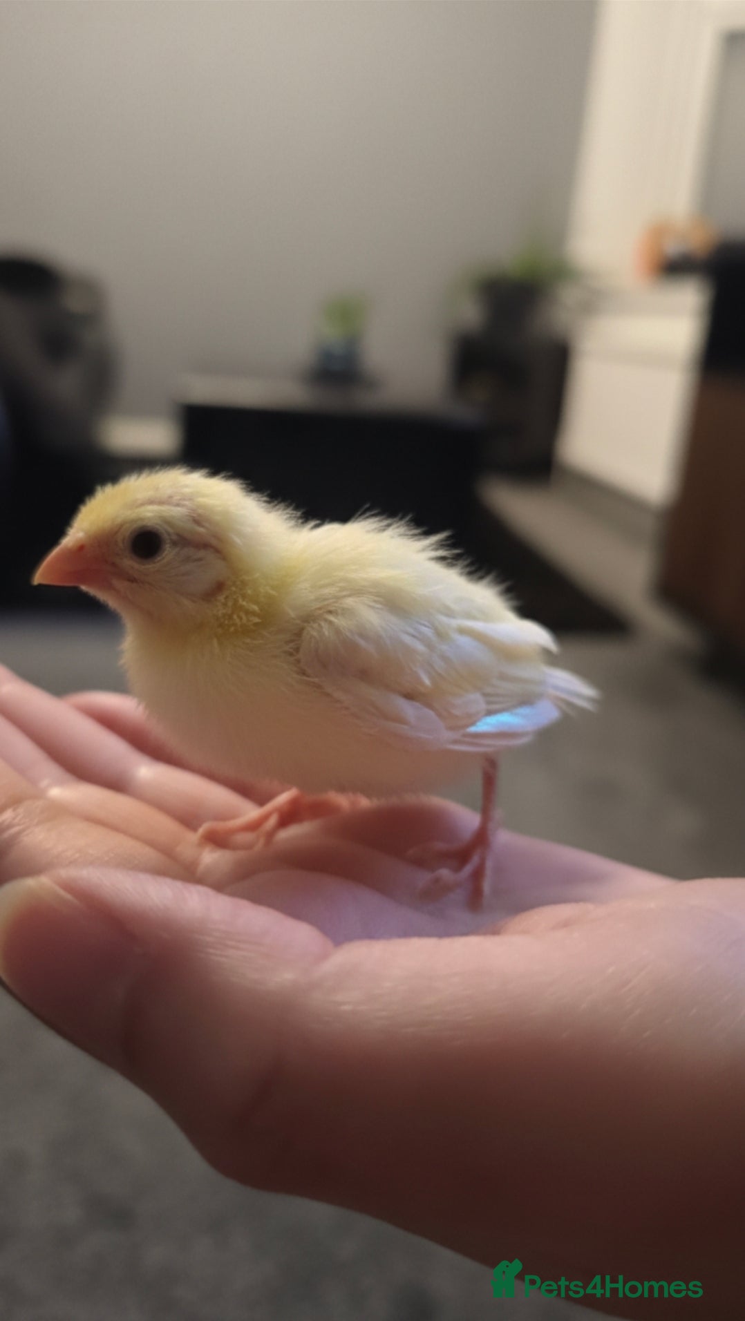 Budgerigars birds Budgies and canary  - Advert 22