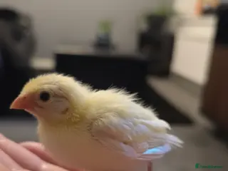 Budgerigars birds Budgies and canary - Advert 22