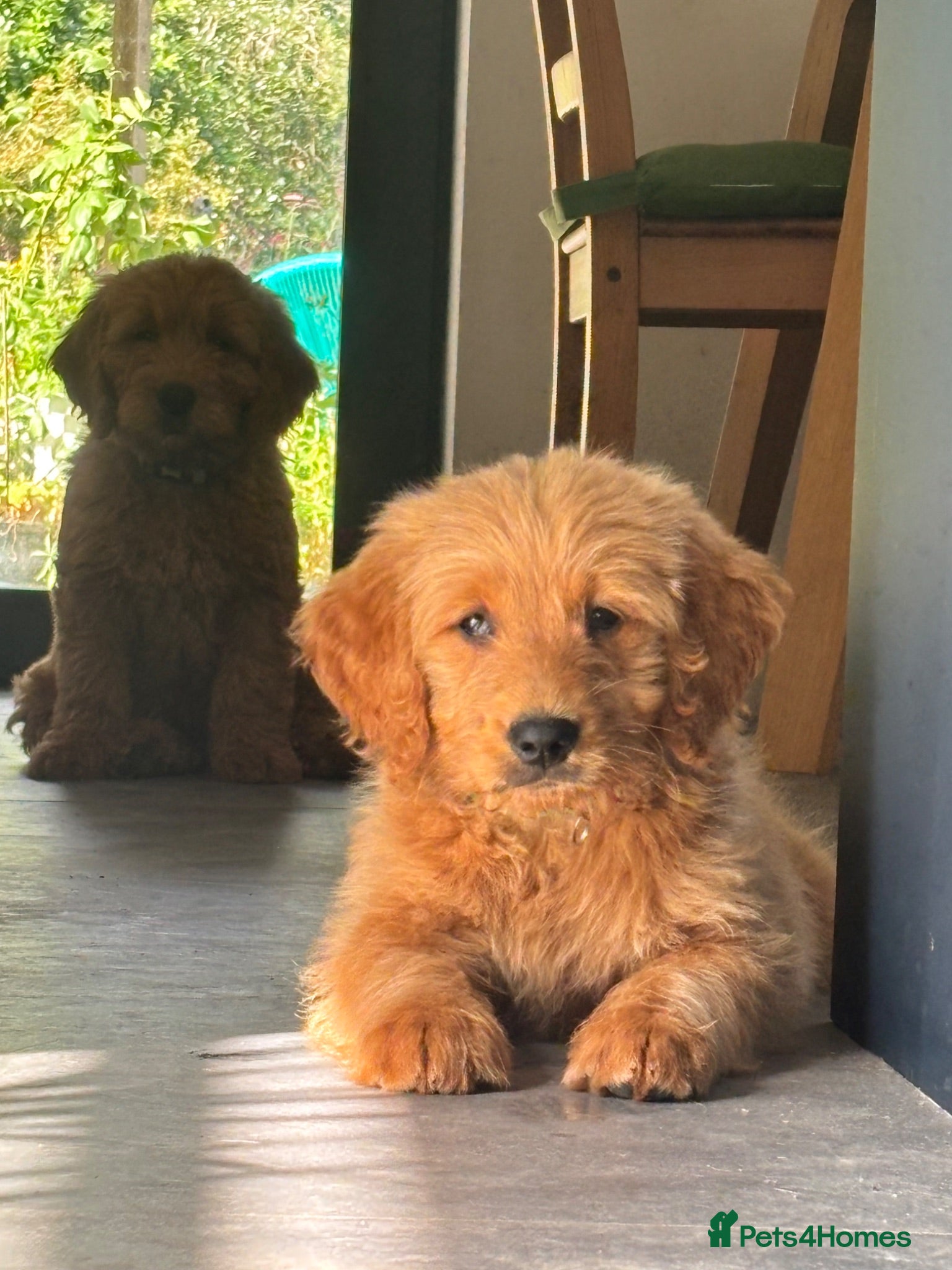 Mini Goldendoodle dogs F1 Medium sized Goldendoodles  - Advert 7