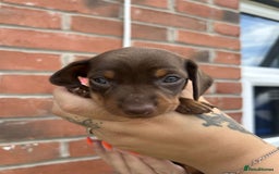 Miniature Dachshund dogs for sale: Miniature dachshunds - Image 4