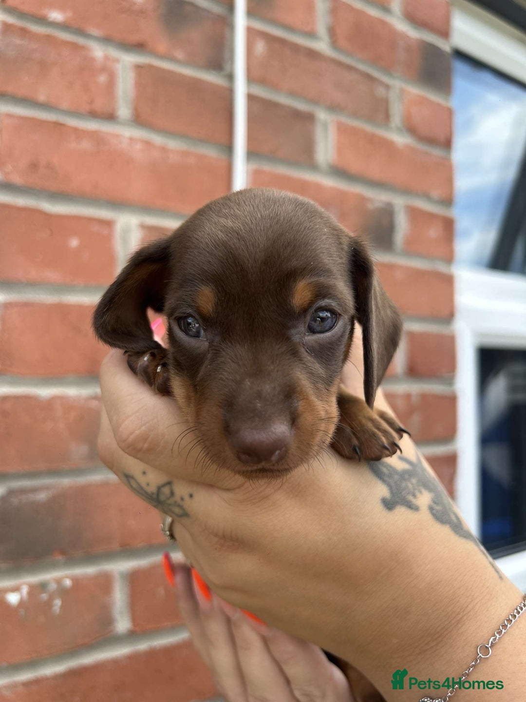 Miniature Dachshund dogs for sale: Miniature dachshunds - Image 4