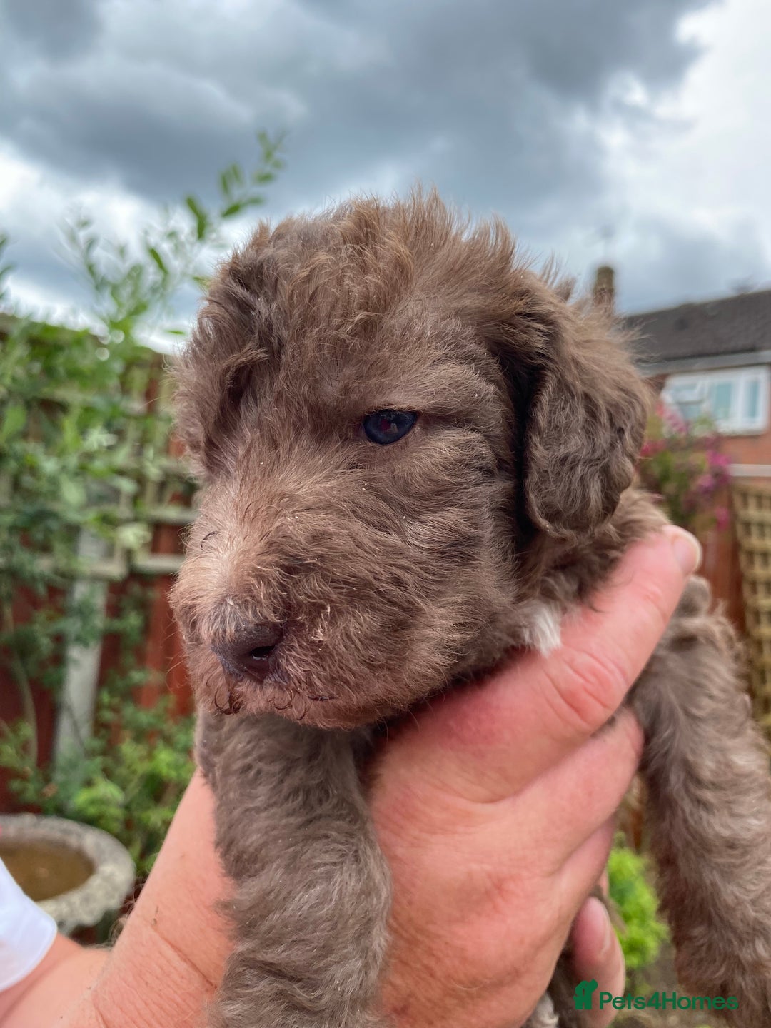 Bedlington Terrier dogs for sale: Bedlington Terrier puppies for sale in Hertford - Image 7