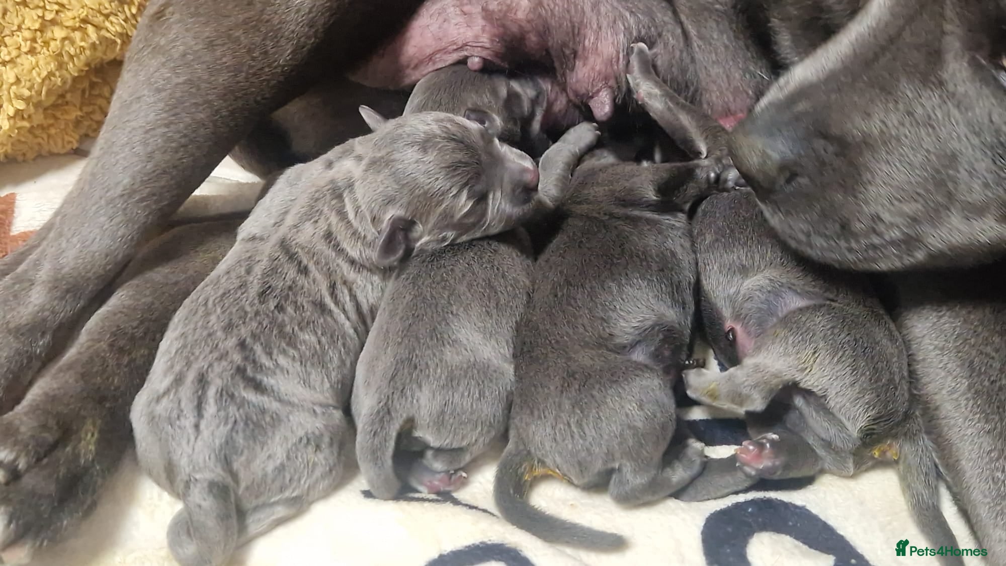 Staffordshire Bull Terrier dogs for sale: Blue & Blue Brindle Staffies in Preston - Advert 8