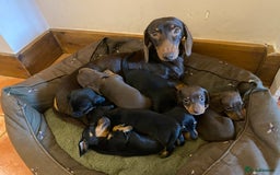 Dachshund dogs for sale: Miniature Dachshund Puppies   - Image 13
