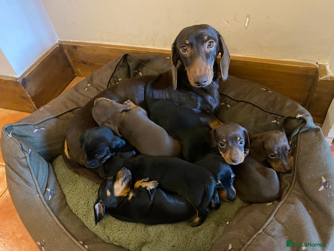 Dachshund dogs for sale: Miniature Dachshund Puppies   - Image 13