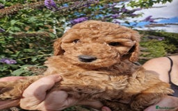 Cockapoo dogs for sale: EXCEPTIONAL HEALTH TESTED SHOW TYPE COCKAPOOS F1B - Image 20
