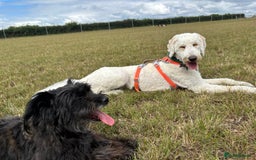 Goldendoodle dogs for adoption: Hamish – Ready for His Forever Home - Image 3