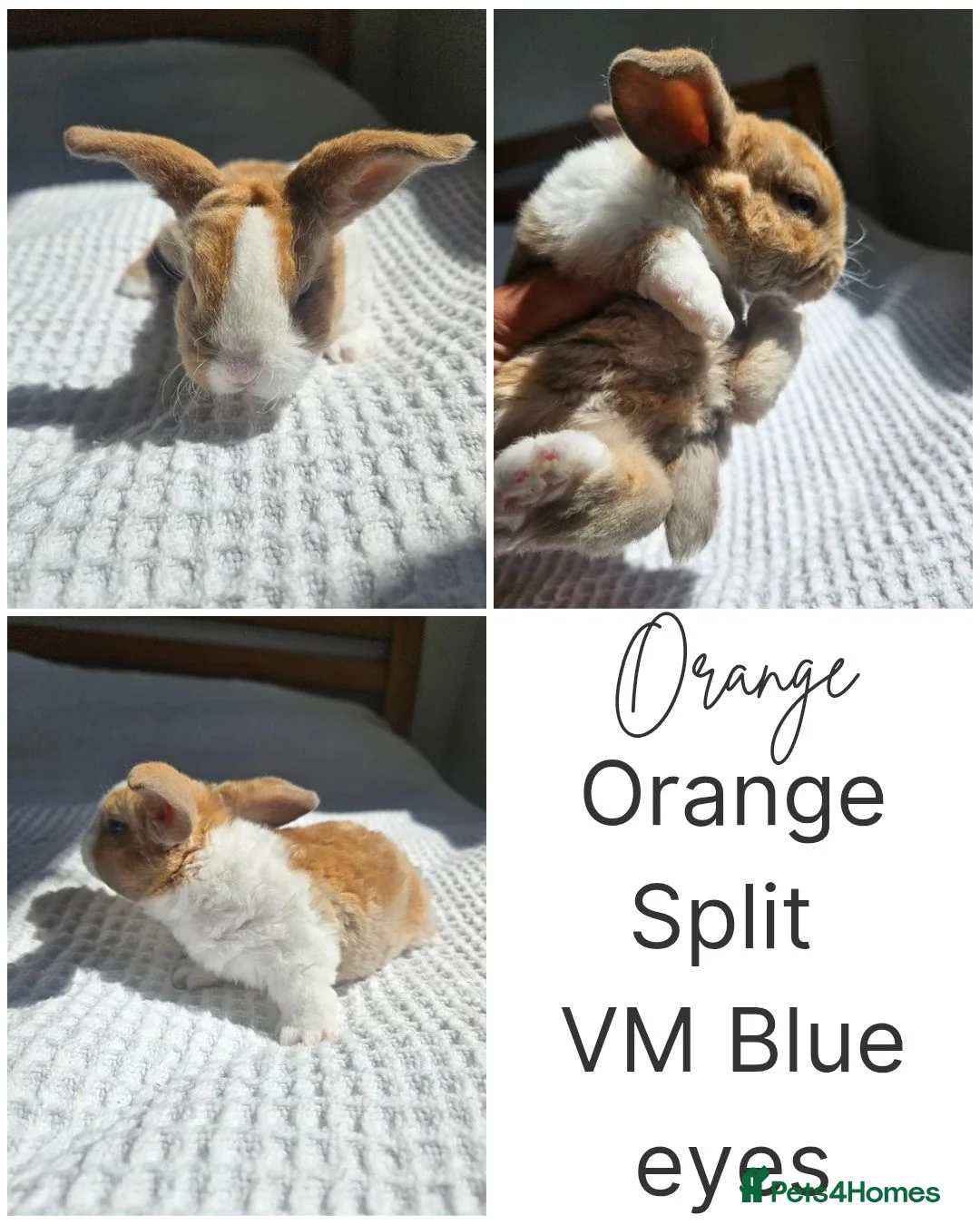 Mini Lop rabbits for sale: Mini Plush Lops - Rainbow Litter Suffolk - Advert 2