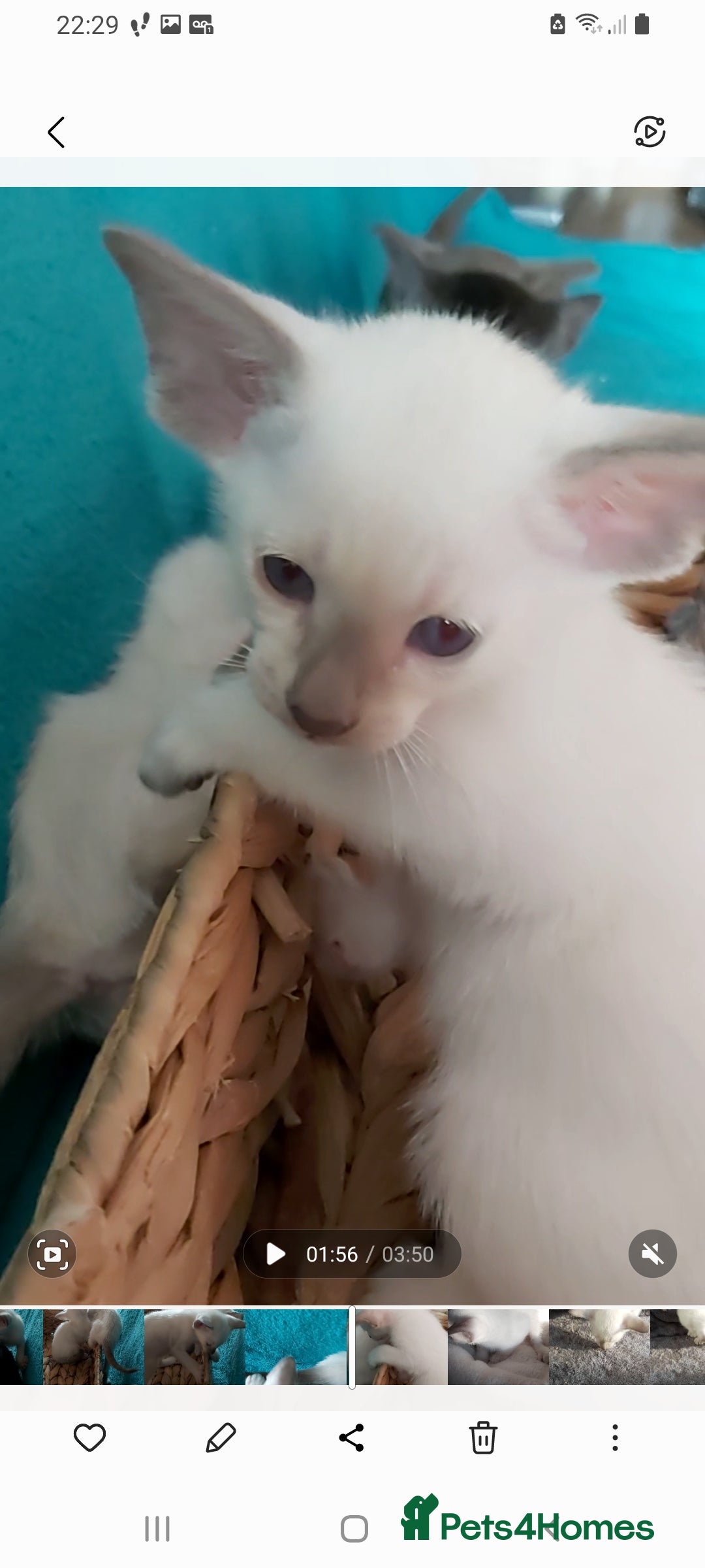 Oriental cats for sale: Full Pedigree Oriental 6 Kittens XL size ears GCCF - Image 35