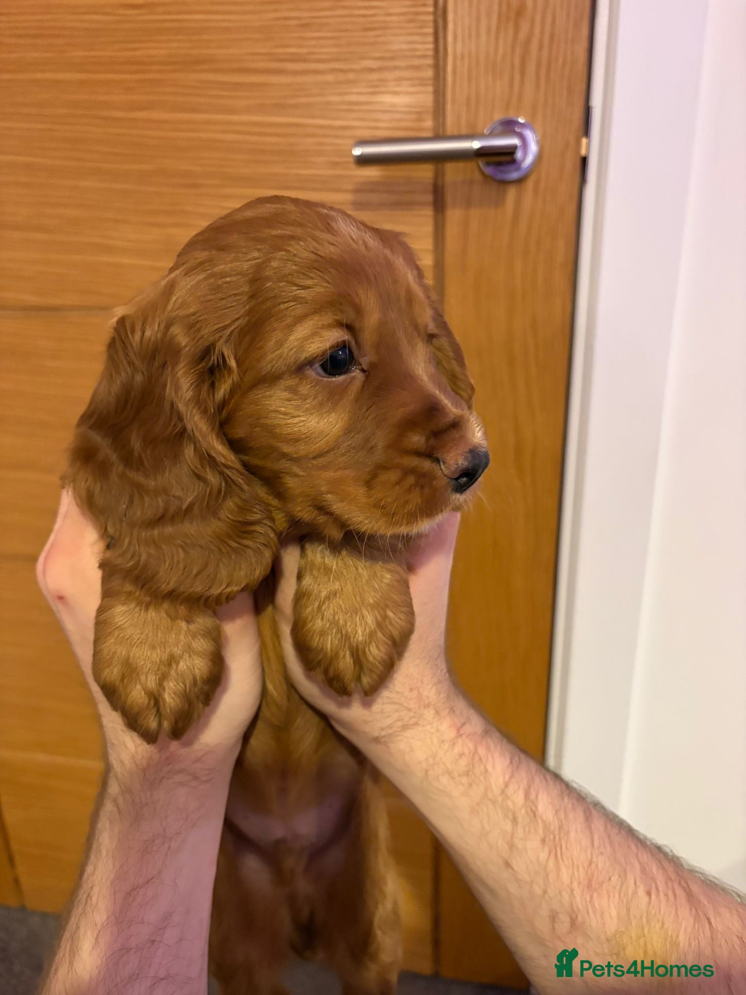 Cocker Spaniel dogs Golden Working Cocker Spaniel BOY - Advert 12