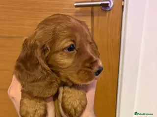 Cocker Spaniel dogs Golden Working Cocker Spaniel BOY - Advert 12