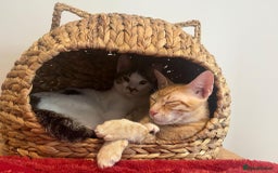 Arabian Mau cats for adoption: Two Bonded Rescue Cats for Adoption Together - Image 5