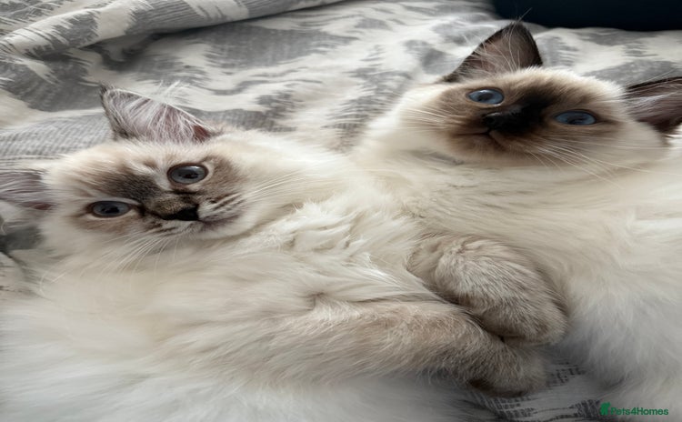 Ragdoll cats - Advert 15