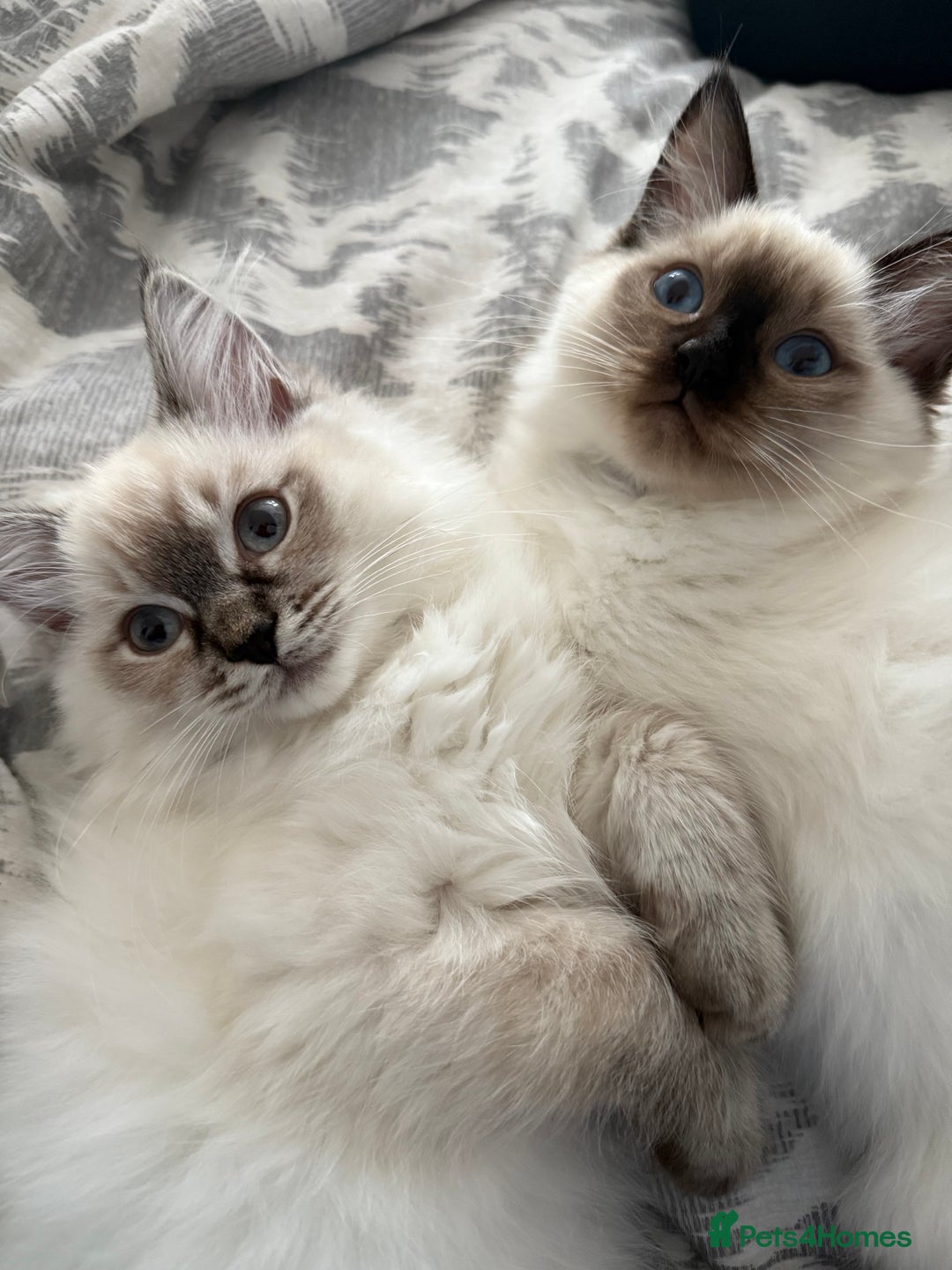 Fluffy Birman Ragdoll Mix Kittens For Sale Ragdoll X Siamese