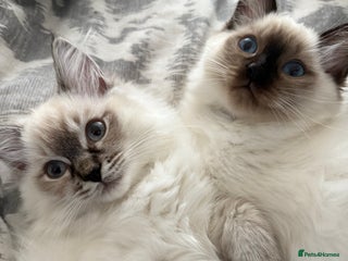 Ragdoll cats - Advert 28