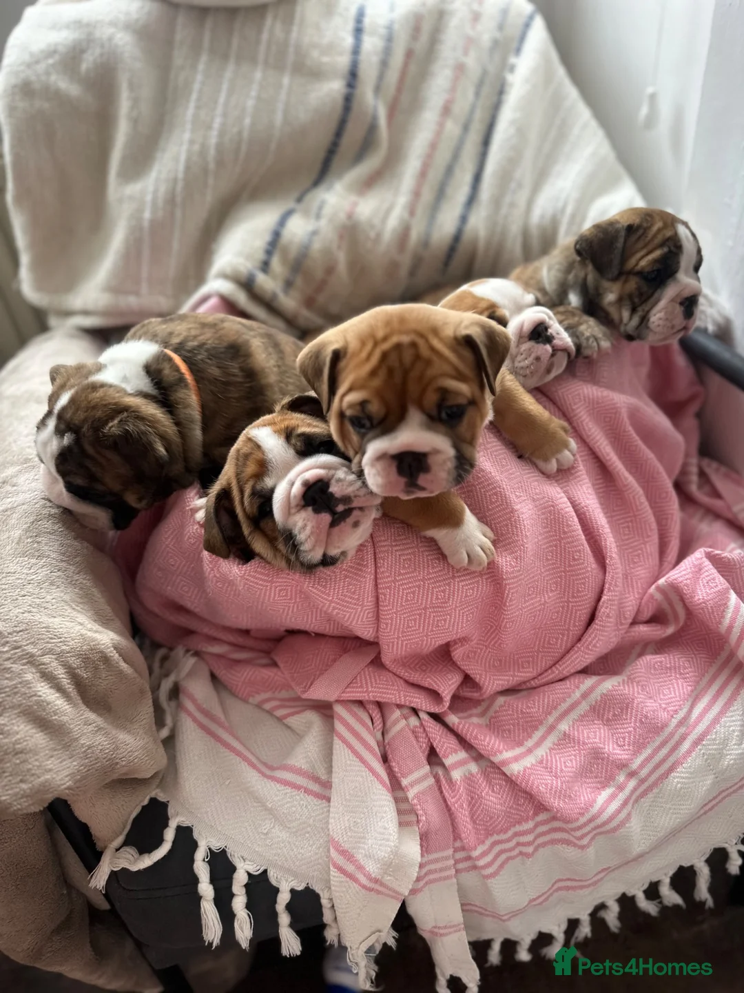 English Bulldog dogs for sale: Beautiful bulldog litter due July ❤️ - Advert 1