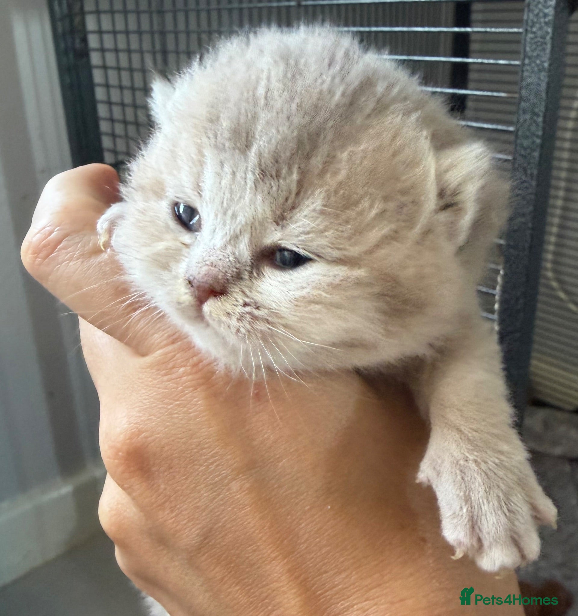 British Shorthair cats British shorthair  - Advert 2