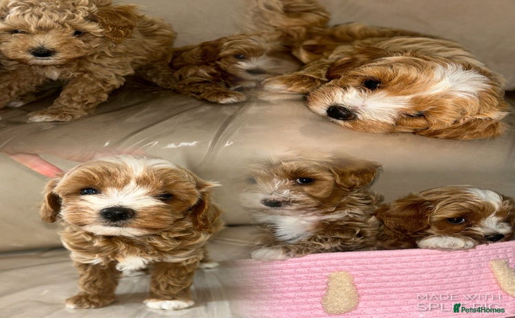 Maltipoo dogs - Advert 1