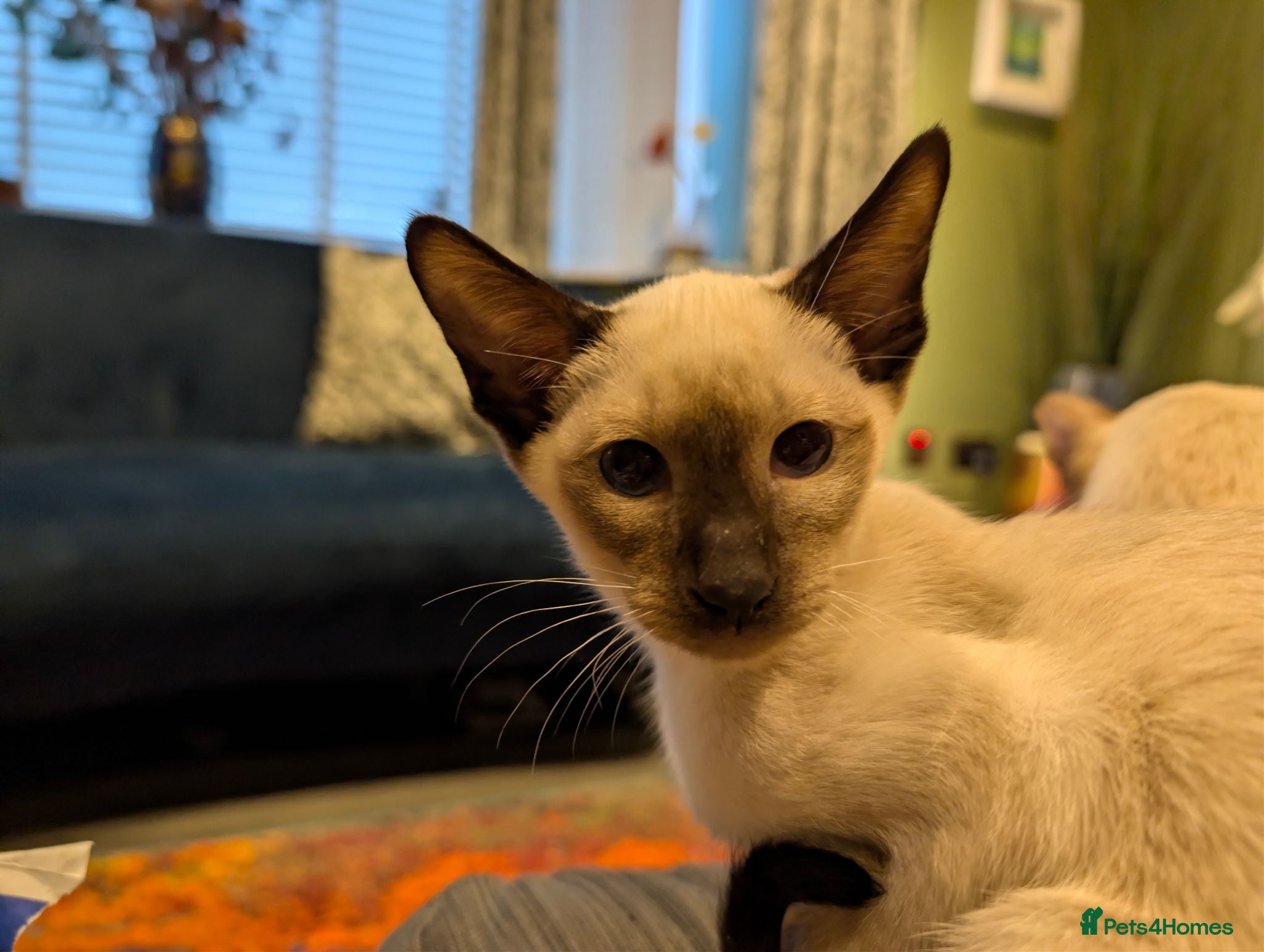 Siamese cats Beautiful Seal Point Pure Siamese kitten - Advert 1